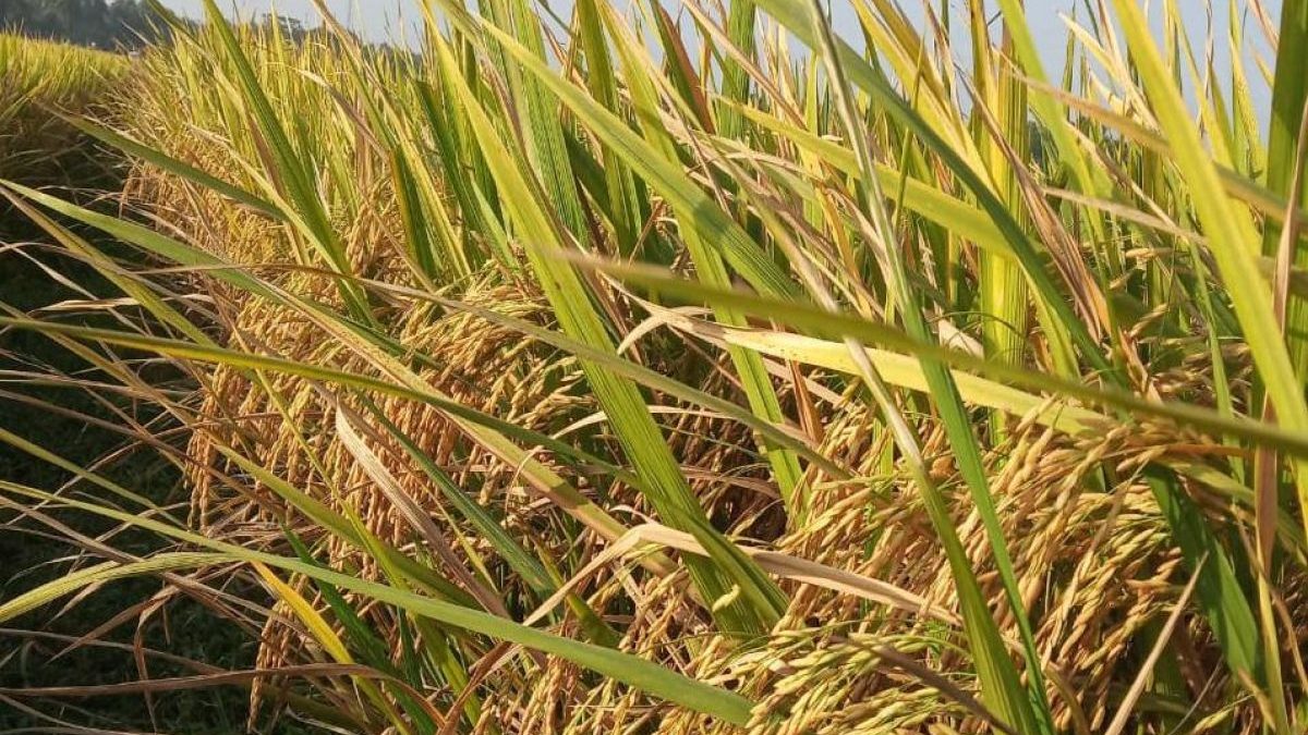 Kementan Dorong Petani Gunakan Varietas Padi Tahan Kekeringan Antisipasi Kemarau Dini 2026