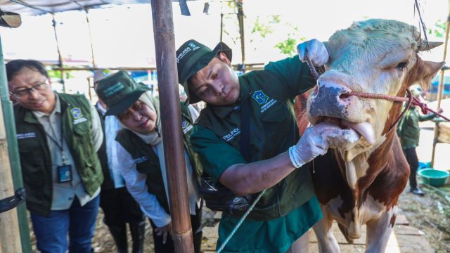 Pemkot Surabaya Gandeng Pelindo dan Pusvetma Perketat Pengawasan Hewan Kurban, 61 Lapak Sudah Diperiksa