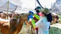 Surabaya Pastikan Daging Kurban idul adha 2026 layak komsumsi